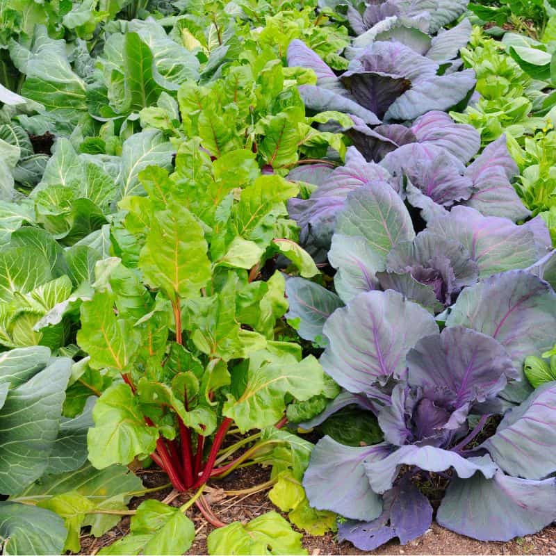 Backyard veggie garden