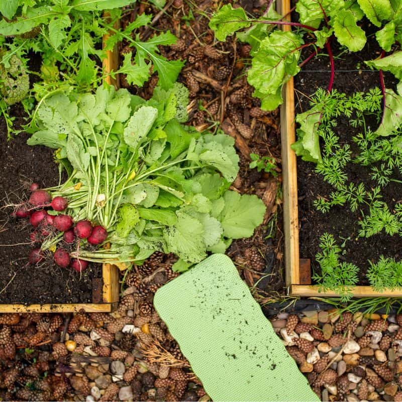 Edible garden